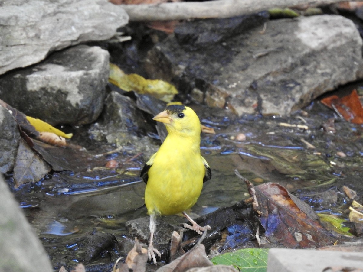 American Goldfinch - ML641141557