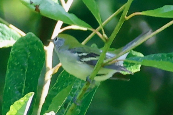 Chestnut-sided Warbler - ML641141560