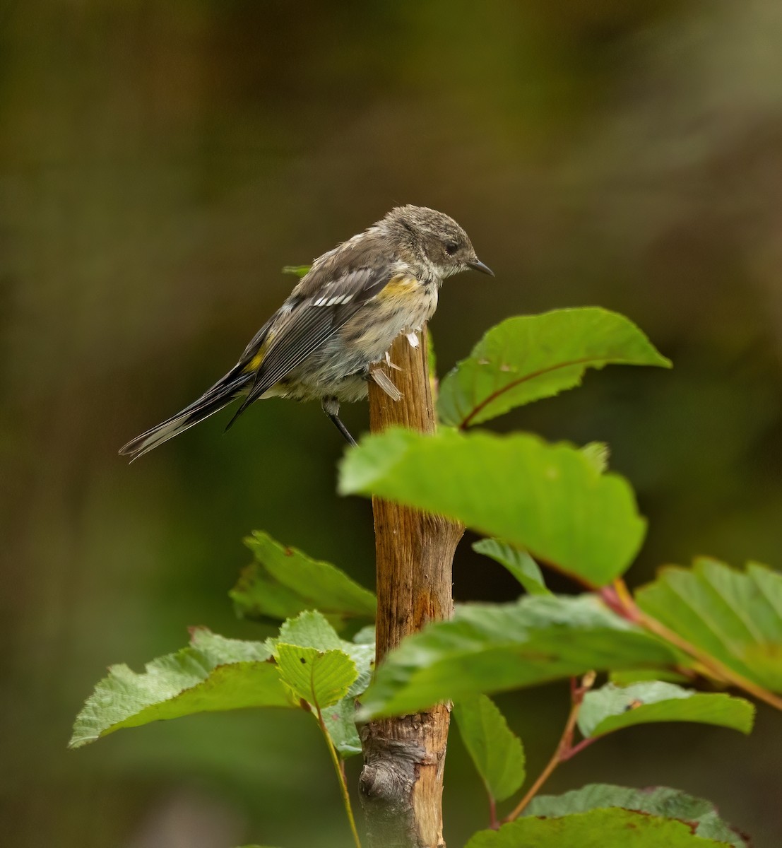 Yellow-rumped Warbler - ML641141607