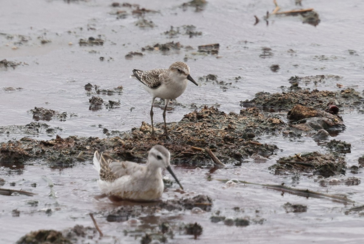Semipalmated Sandpiper - ML641141631