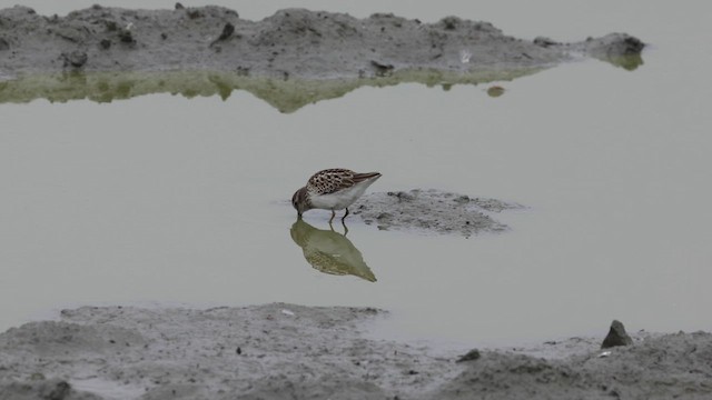アメリカヒバリシギ - ML641141642