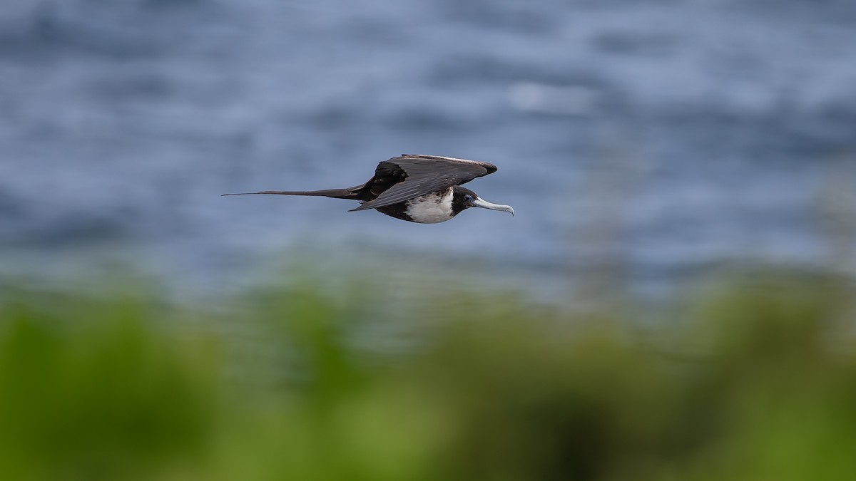 Magnificent Frigatebird - ML641141692