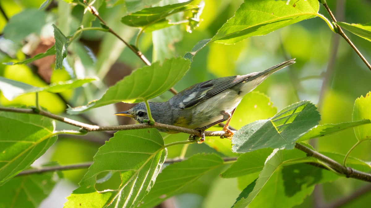 Northern Parula - ML641141695