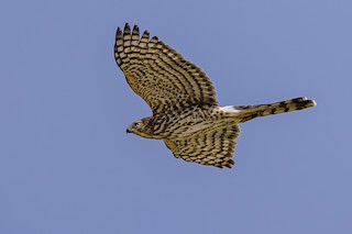Cooper's Hawk/American Goshawk - eBird