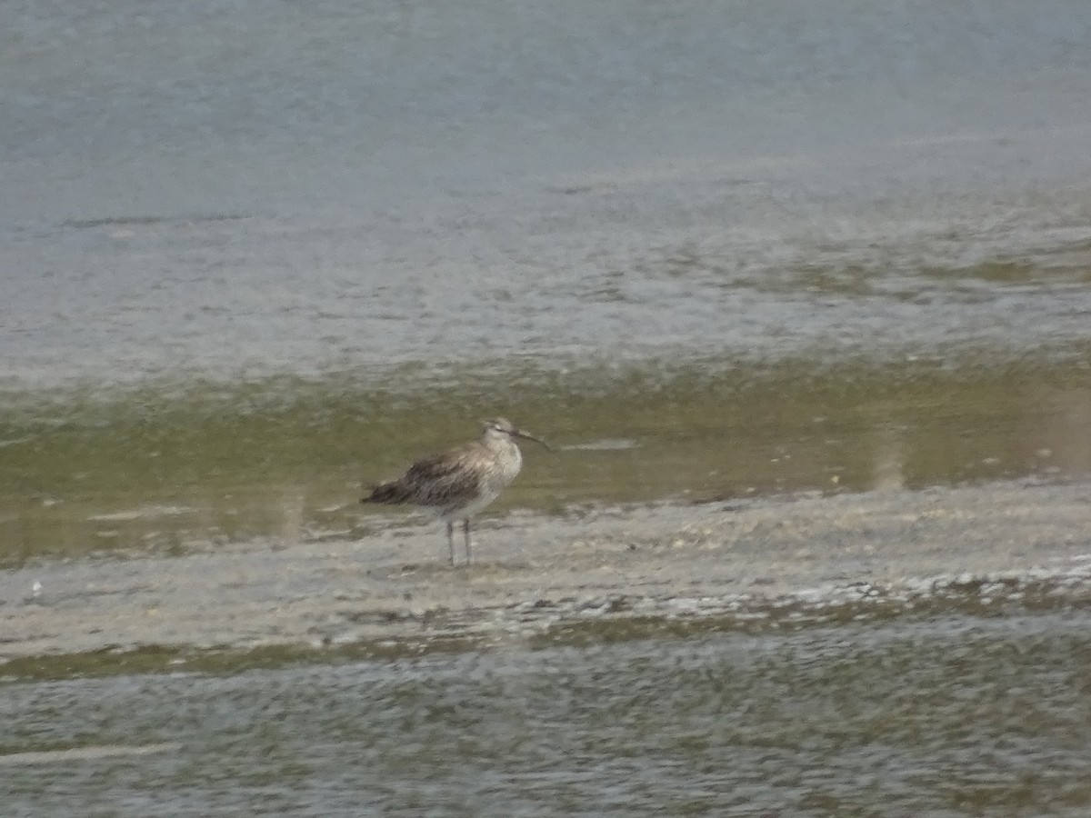 Whimbrel - ML641141710