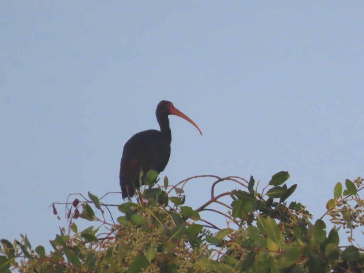 Bare-faced Ibis - ML641141711