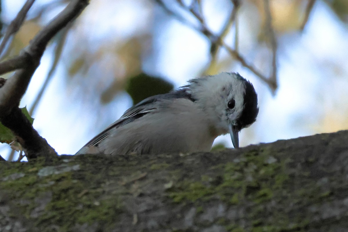 White-breasted Nuthatch - ML641141718