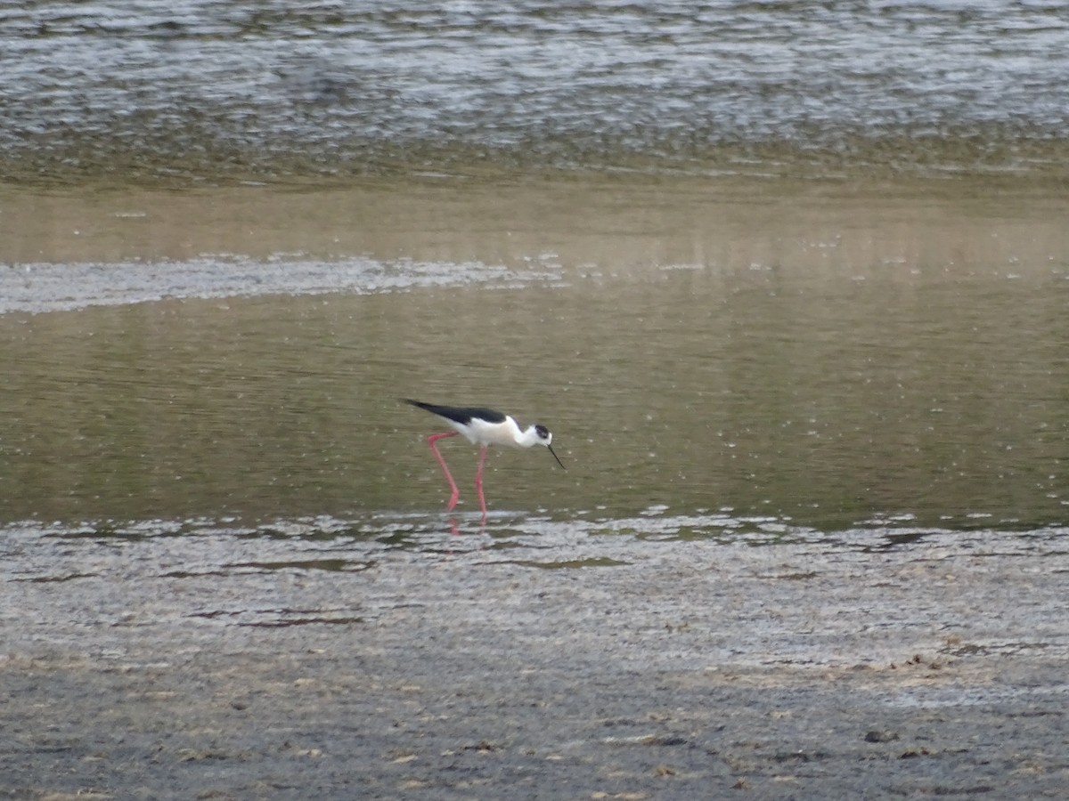 Black-winged Stilt - ML641141737