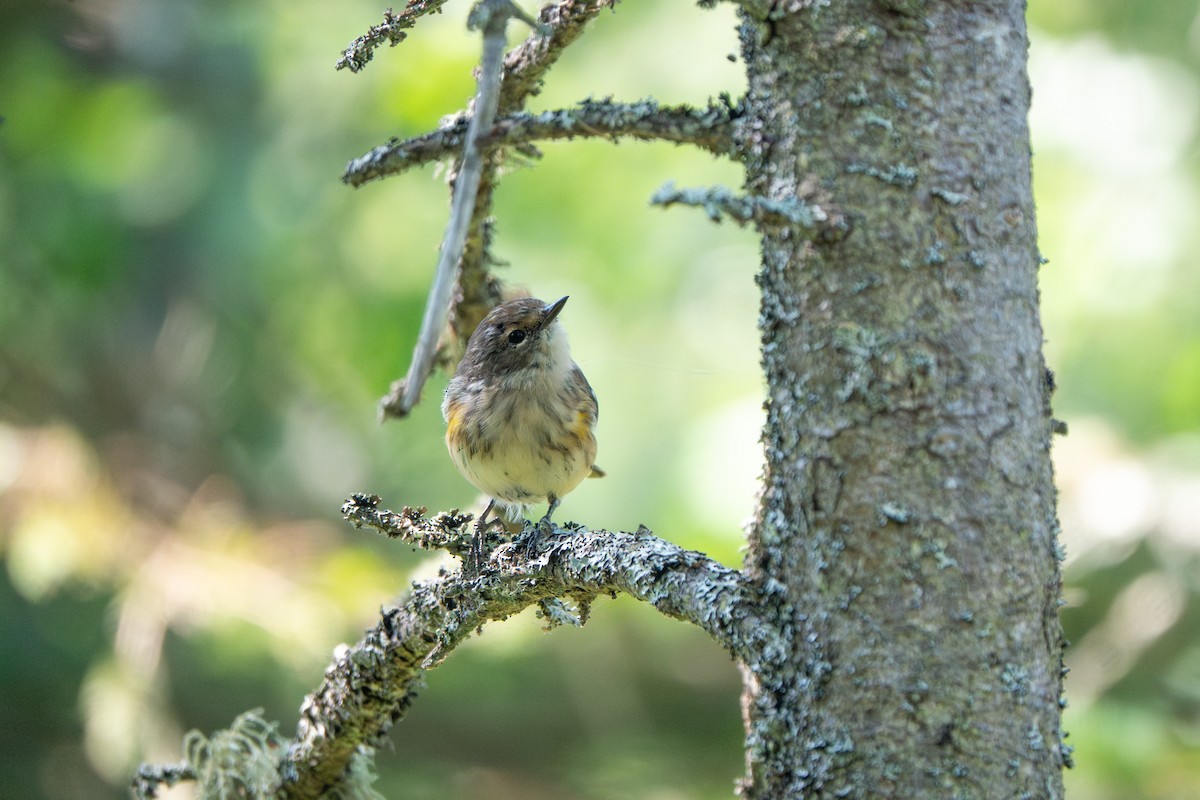 Yellow-rumped Warbler (Myrtle) - ML641141746