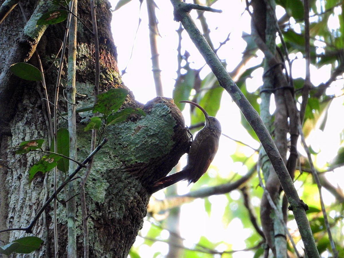 Tapajos Scythebill - ML641141747