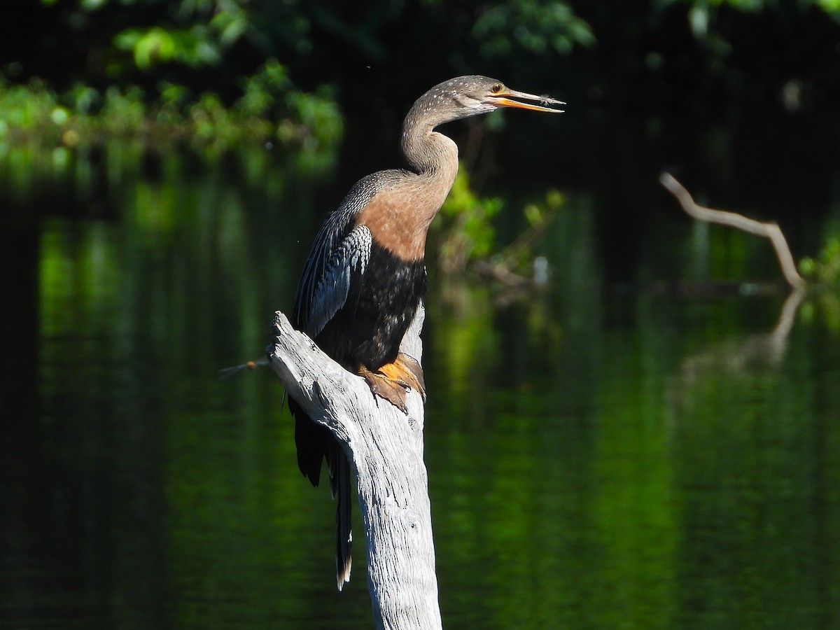 Amerika-Schlangenhalsvogel - ML641141772
