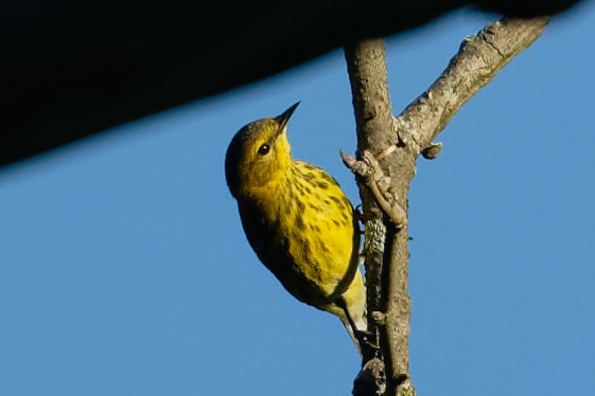 Cape May Warbler - ML641141786