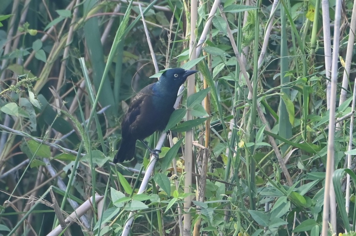 Common Grackle - ML641141789