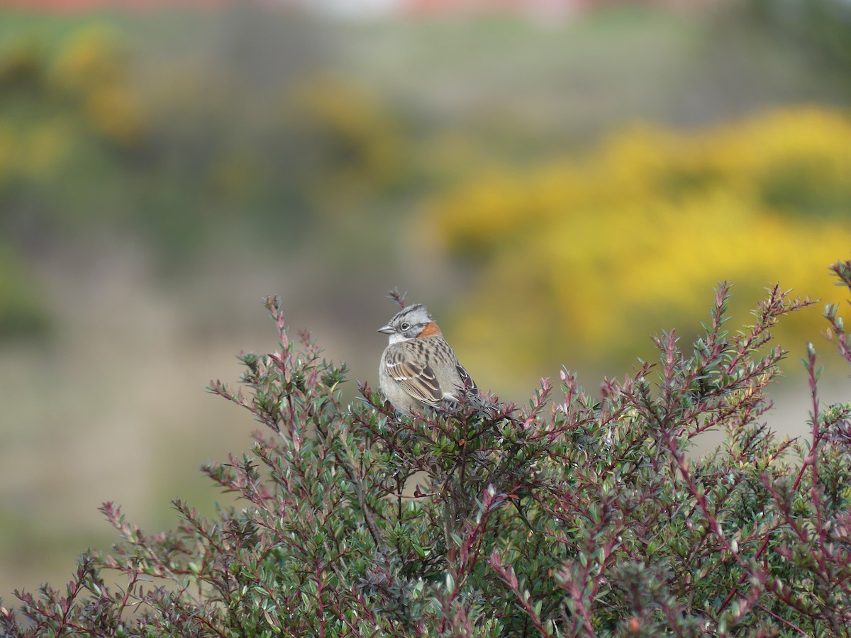 Rufous-collared Sparrow - ML641141791