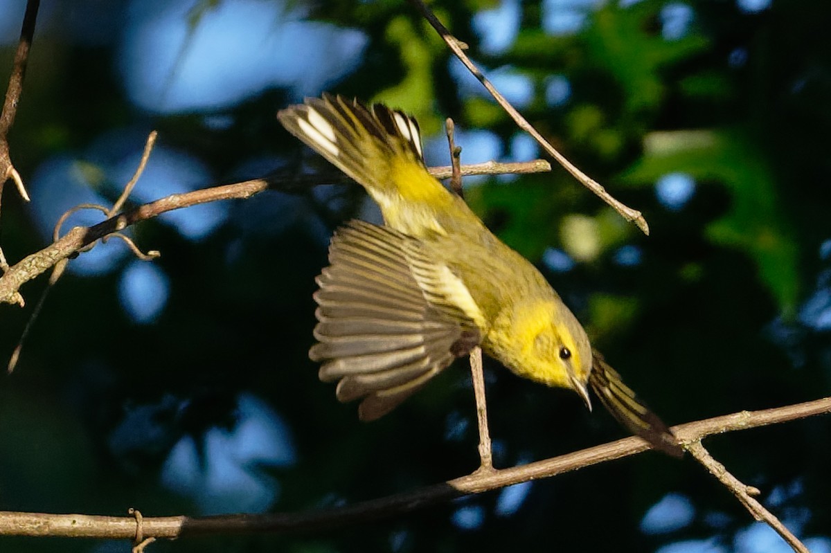 Cape May Warbler - ML641141795