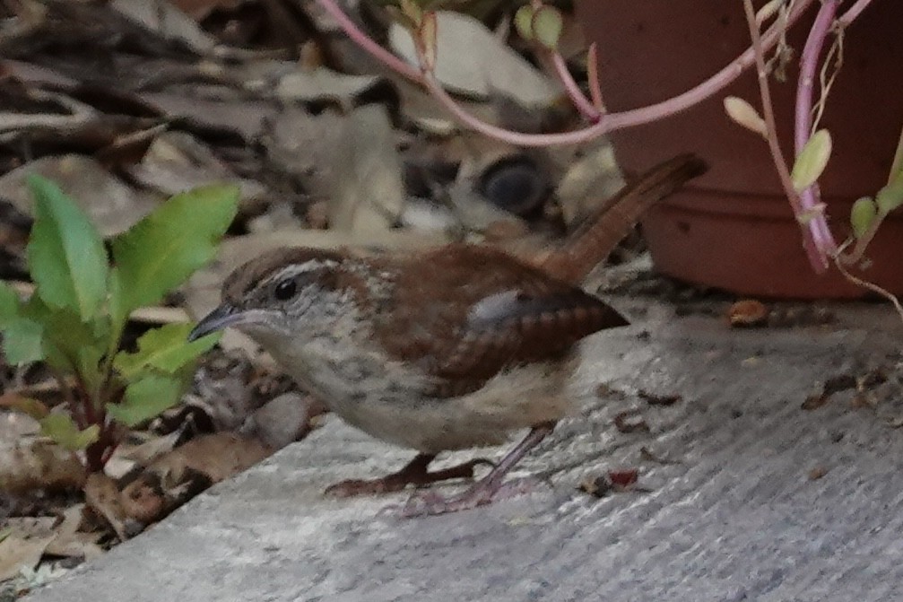 Carolina Wren - ML641141796
