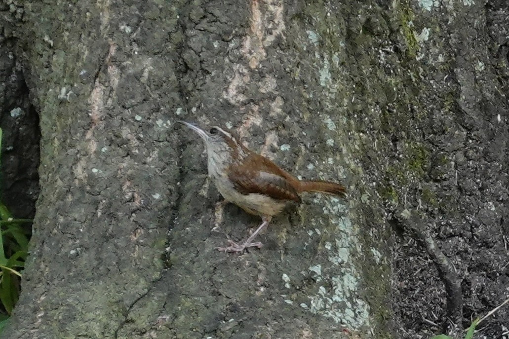 Carolina Wren - ML641141797