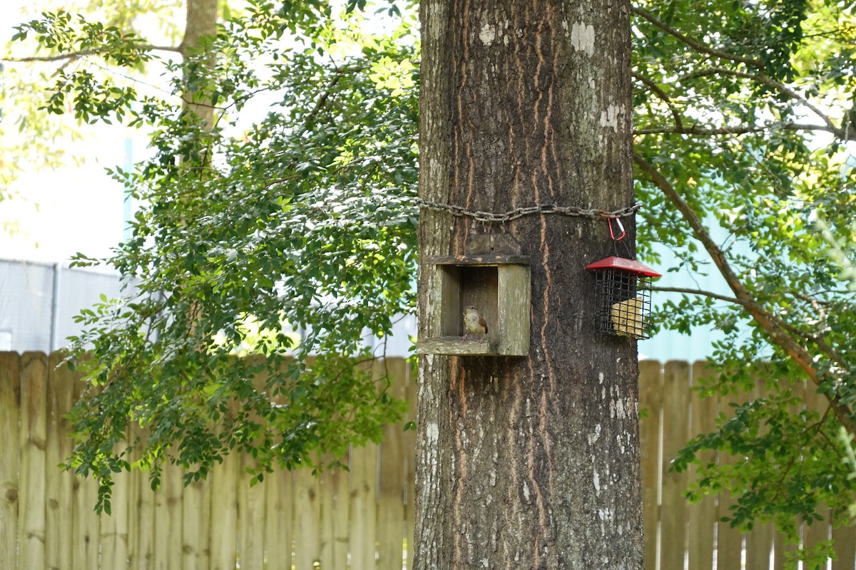Carolina Wren - ML641141799