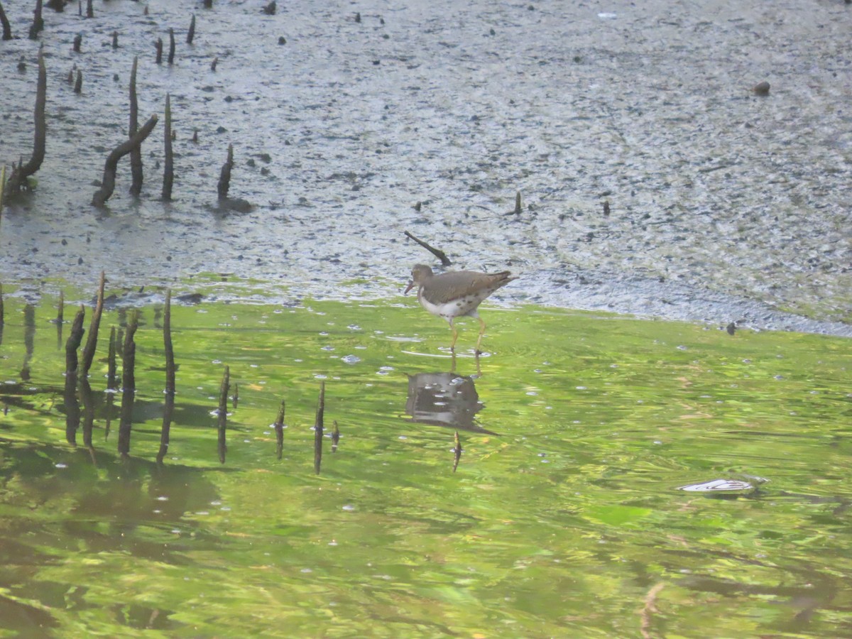 Spotted Sandpiper - ML641141800