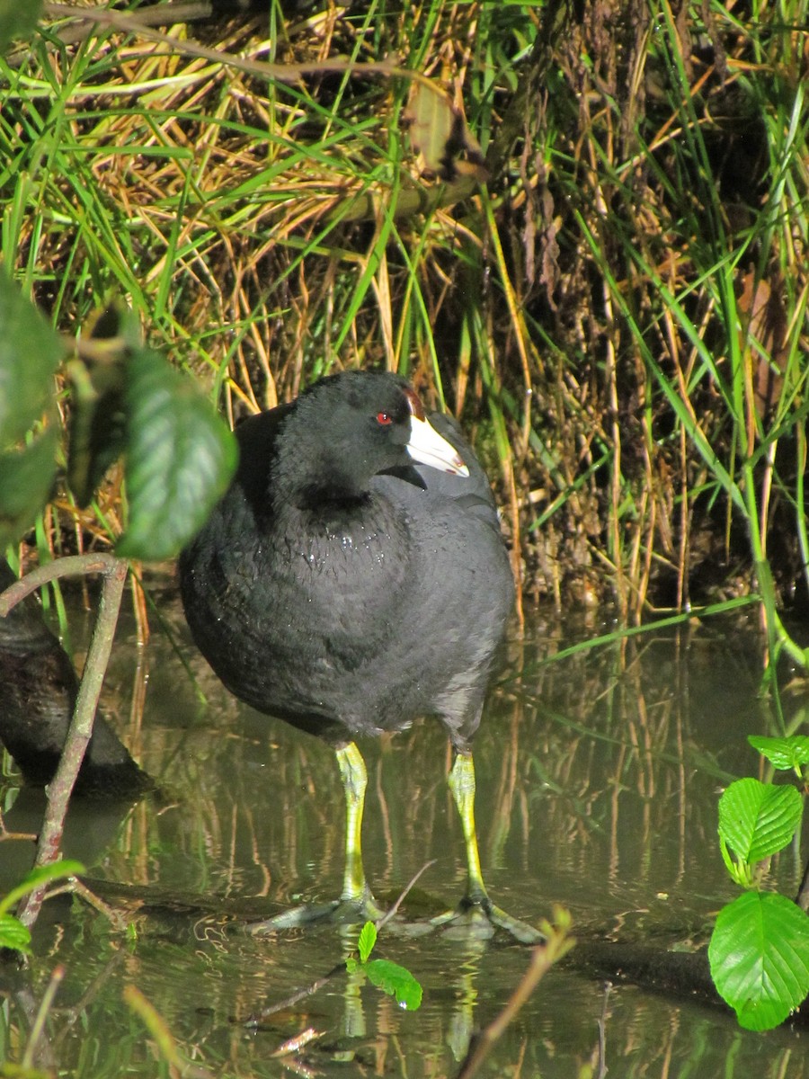 American Coot - ML641141825