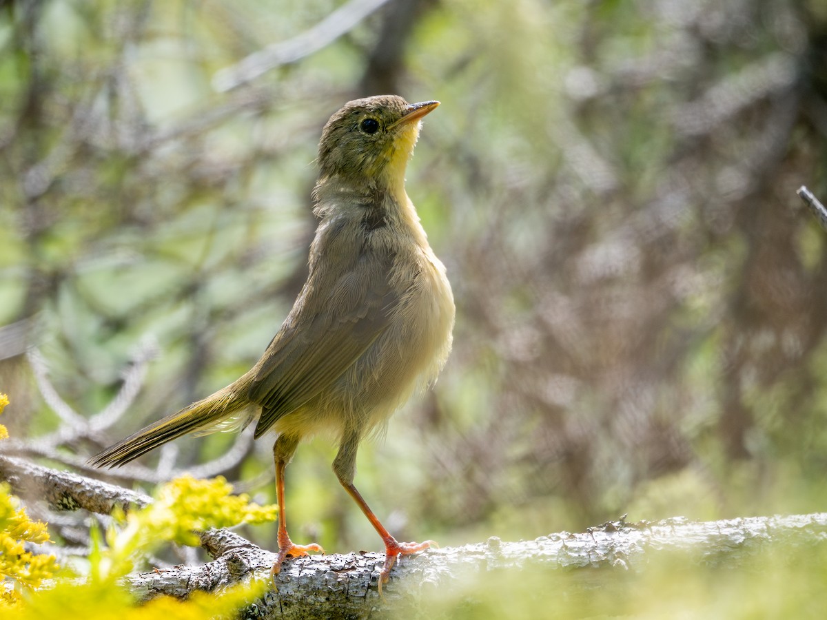 Common Yellowthroat - ML641141832