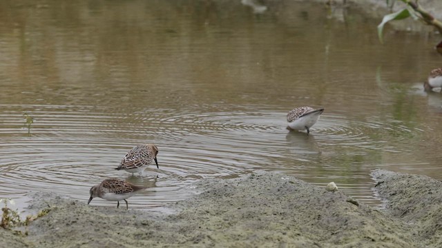 Baird's Sandpiper - ML641141848
