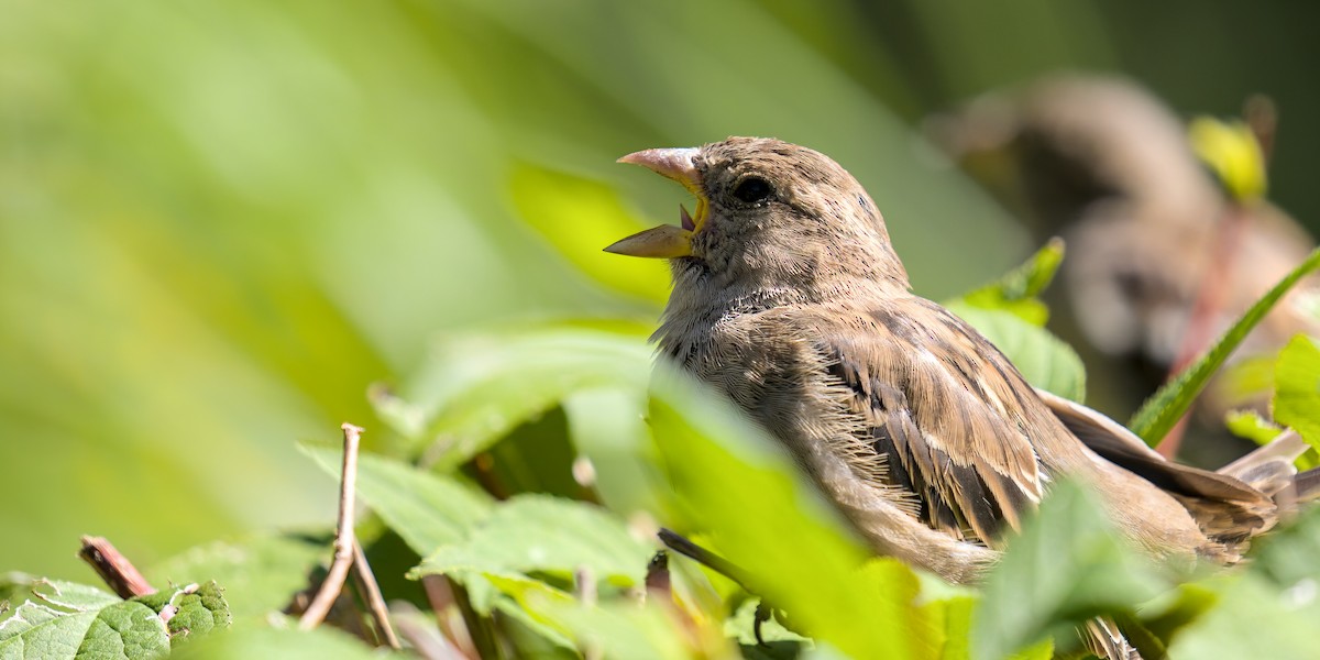 House Sparrow - ML641141850