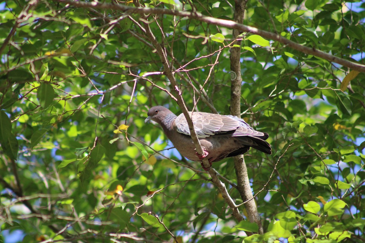 picazurodue - ML641141853