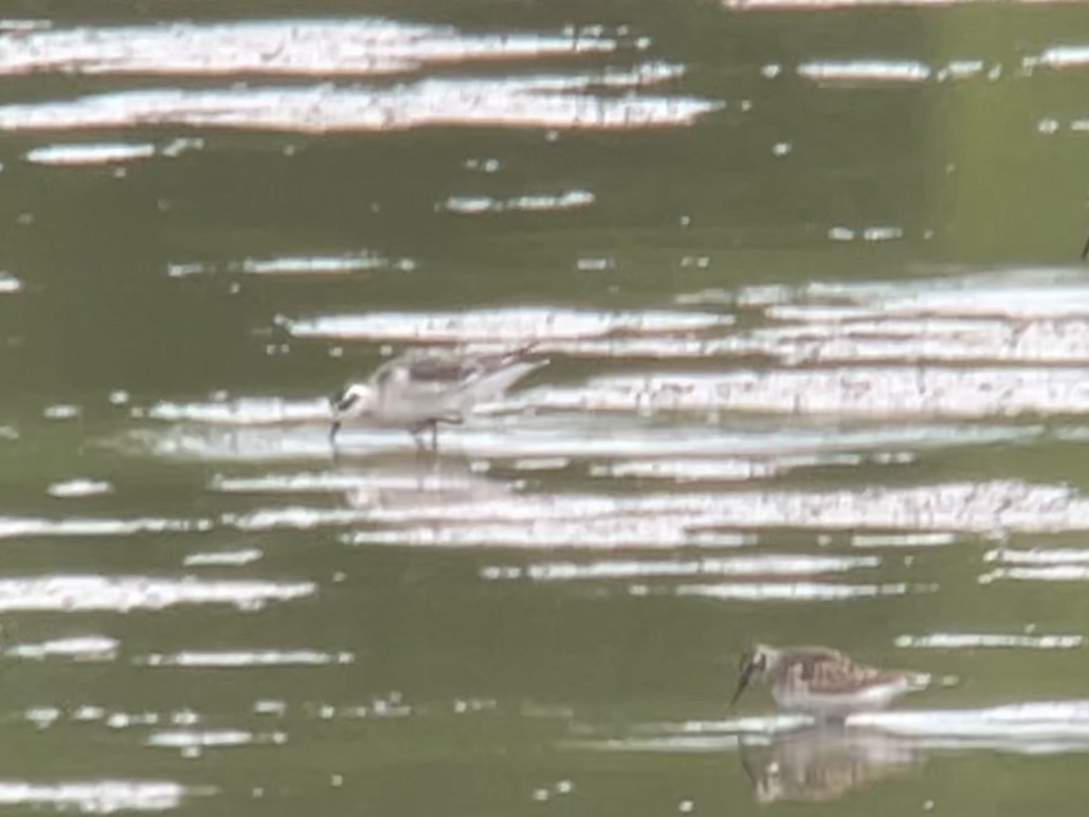 Red-necked Phalarope - ML641141867