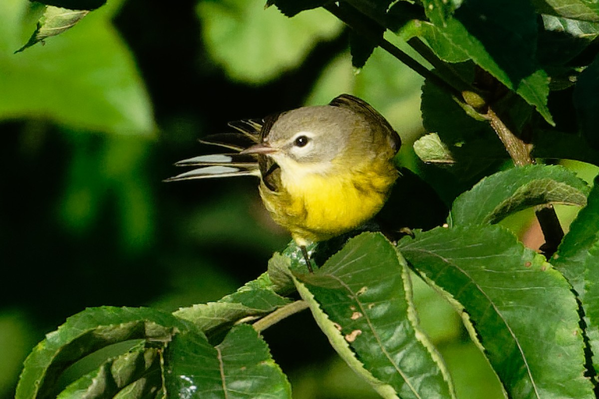 Prairie Warbler - ML641141871