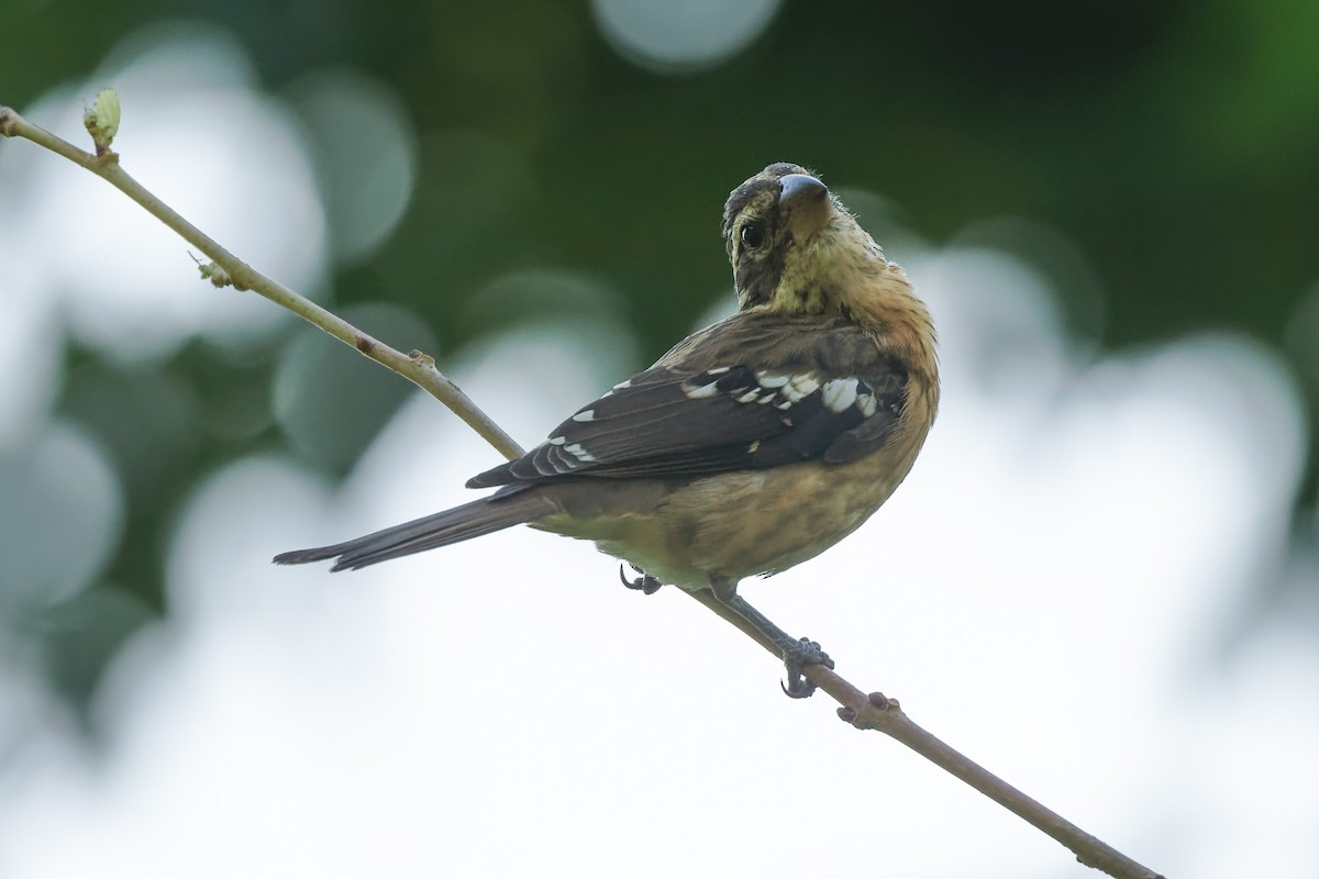 Rose-breasted Grosbeak - ML641141881