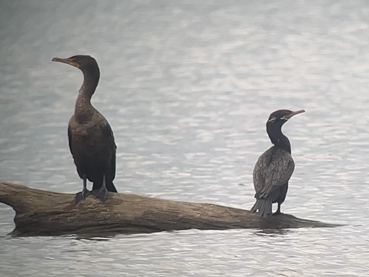 Neotropic Cormorant - ML641141888