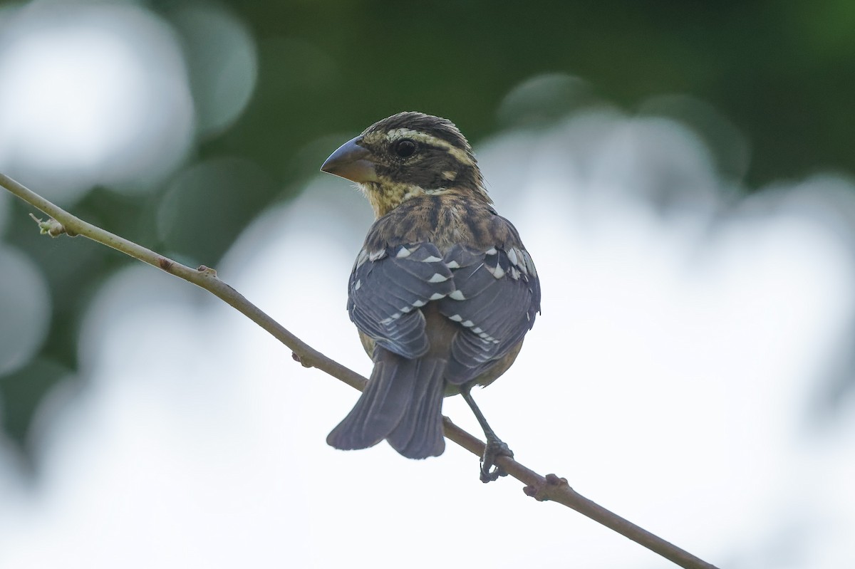 Rose-breasted Grosbeak - ML641141890