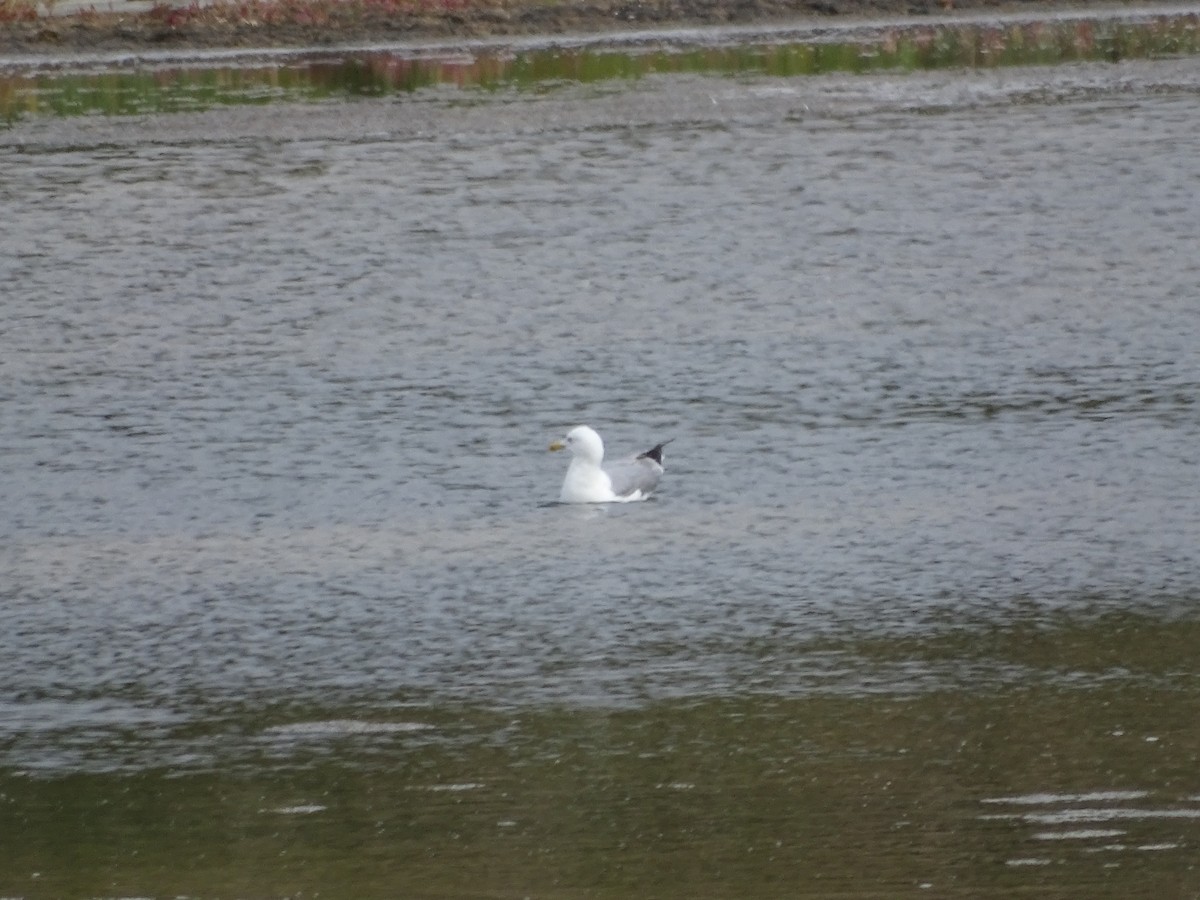 Yellow-legged Gull - ML641141896