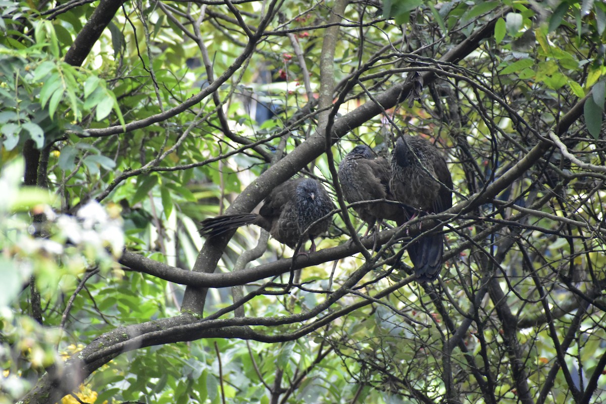 Andean Guan - ML641141912