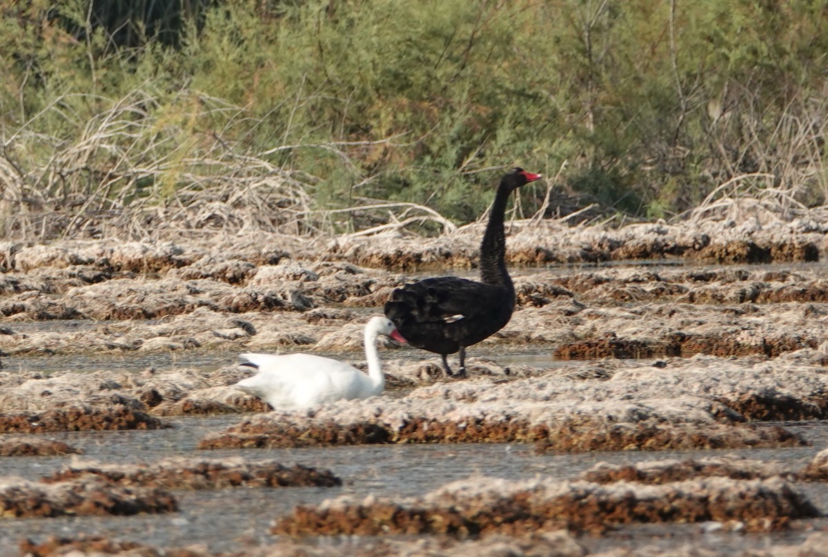 Coscoroba Swan - ML641141920