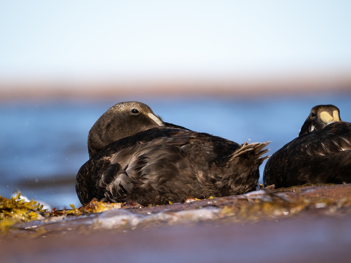Common Eider - ML641141928