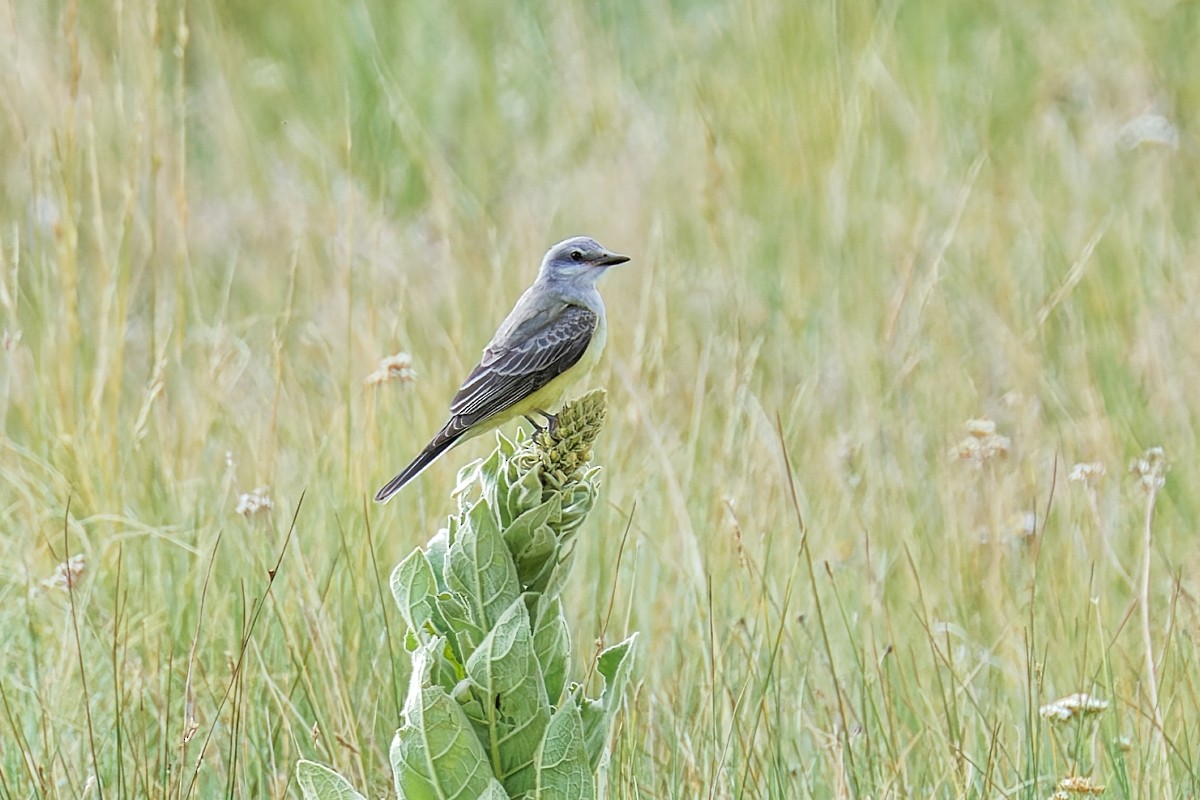 Western Kingbird - ML641141929