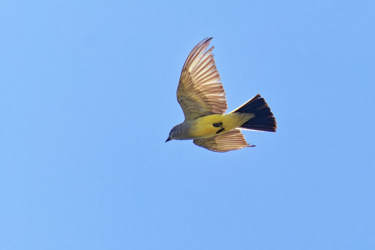Western Kingbird - ML641141930
