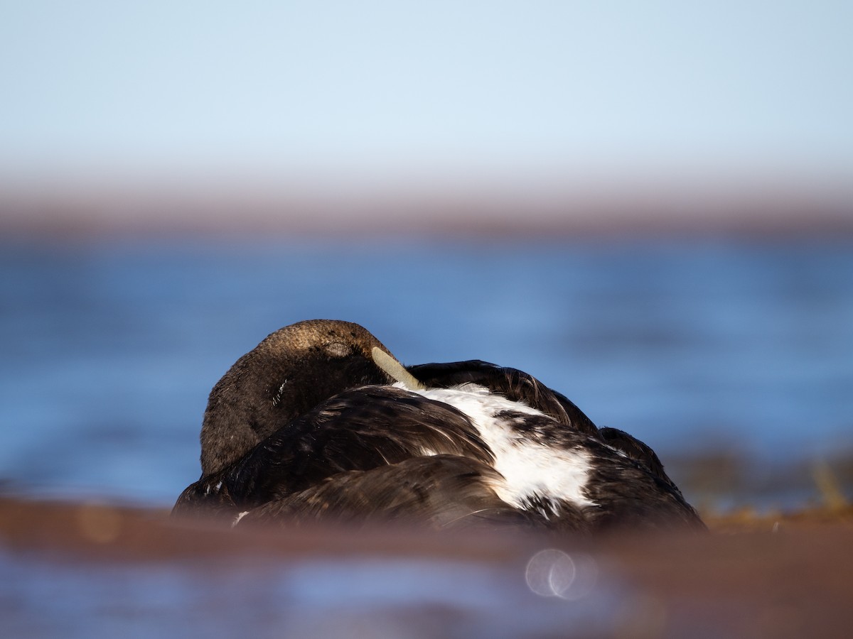 Common Eider - ML641141934