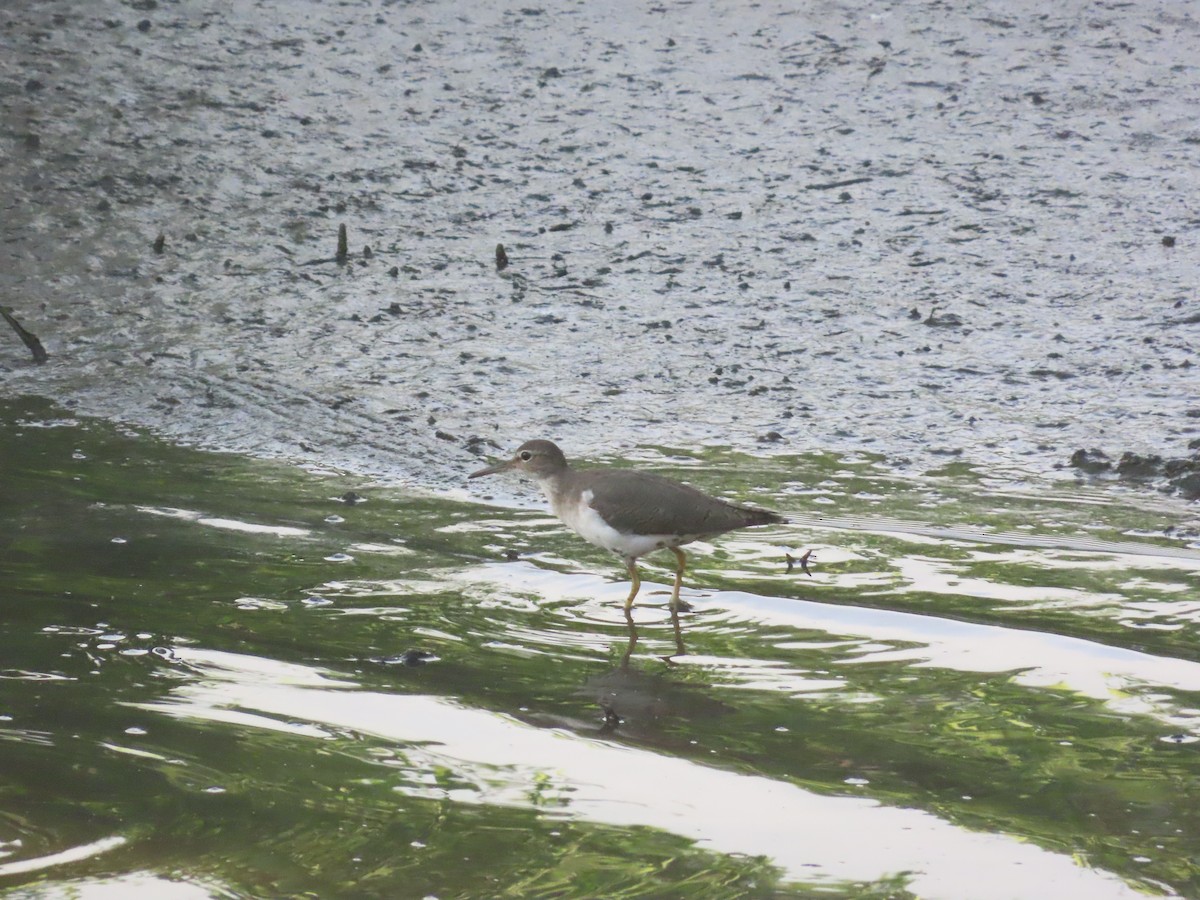 Spotted Sandpiper - ML641141936