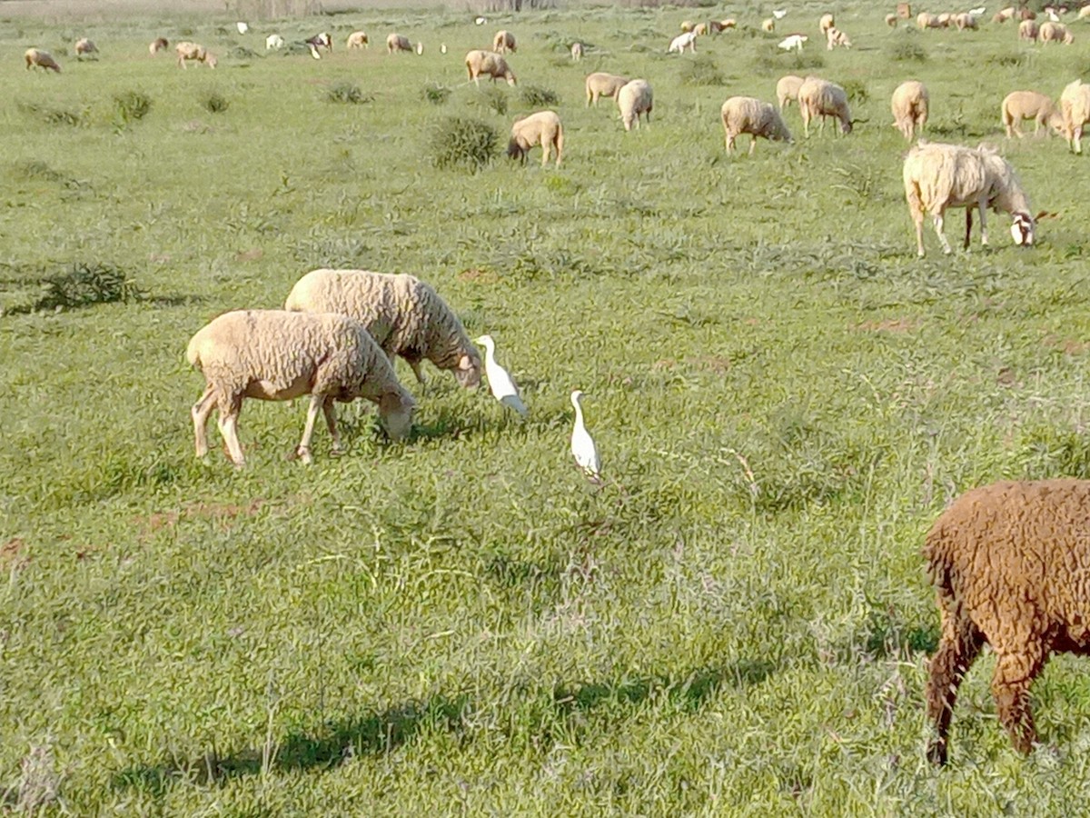 Western Cattle-Egret - ML641141937