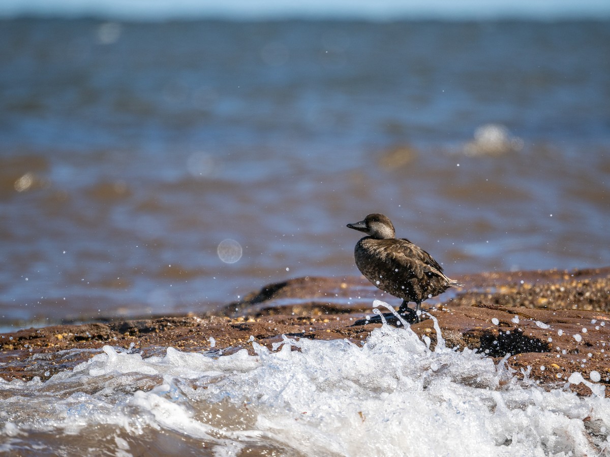 Black Scoter - ML641141939