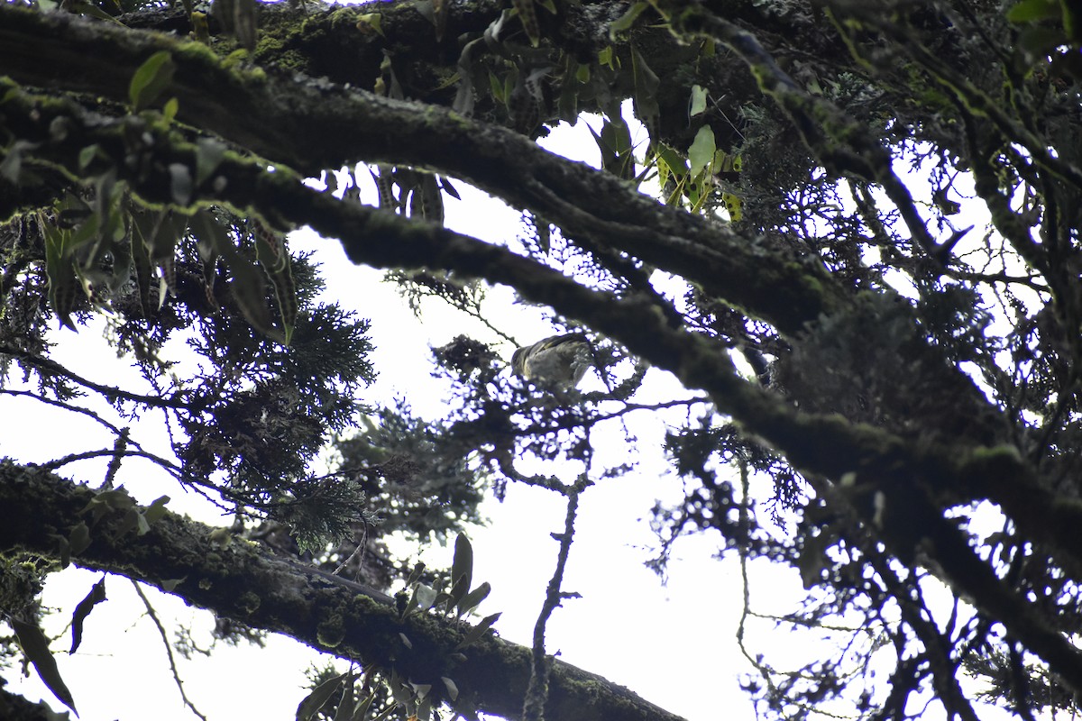 Andean Siskin - ML641141977