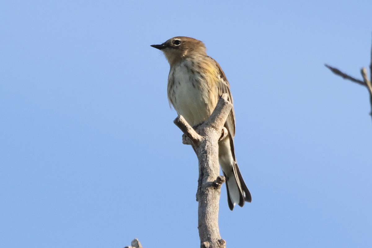 Yellow-rumped Warbler - ML641141986