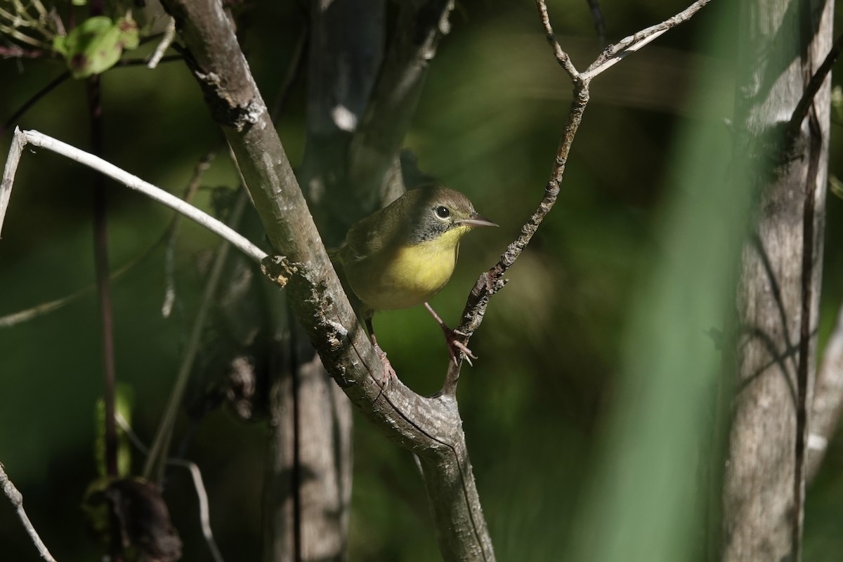 Common Yellowthroat - ML641141988