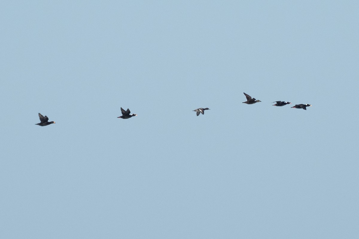 Lesser Scaup - ML641142000