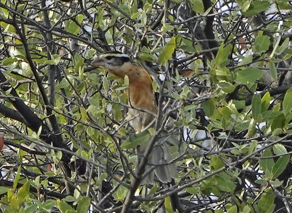 Black-headed Grosbeak - ML641142031