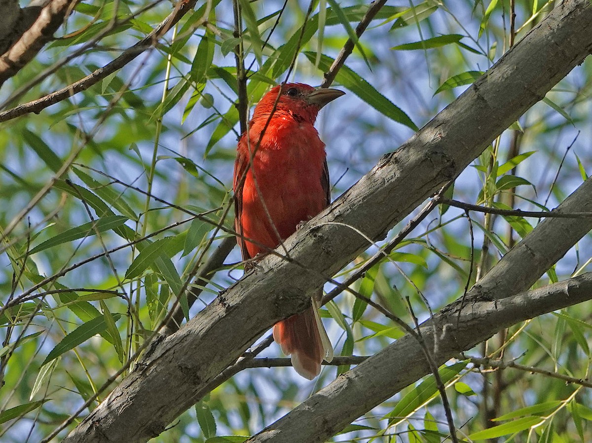 Summer Tanager - ML641142044