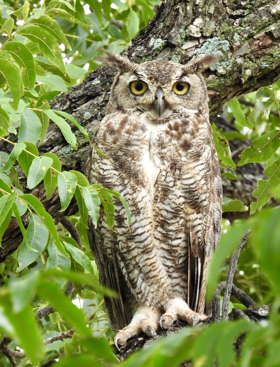 Great Horned Owl - ML641142046